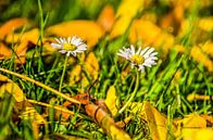 Gänseblümchen im Herbst von Frans Blok Miniaturansicht