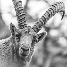 Ibex / Alpine ibex by Dominik Imhof