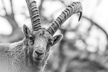 Ibex / Alpine ibex by Dominik Imhof