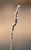 Blade of grass with frost