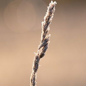 Lame d'herbe avec du givre sur Maaike Munniksma