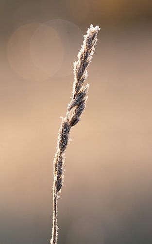 Blade of grass with frost by Maaike Munniksma