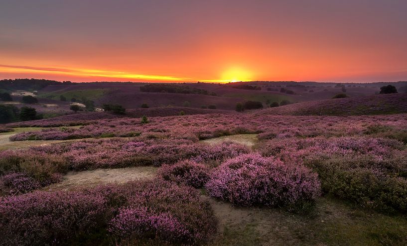 Paarse heide by Patrick Rodink