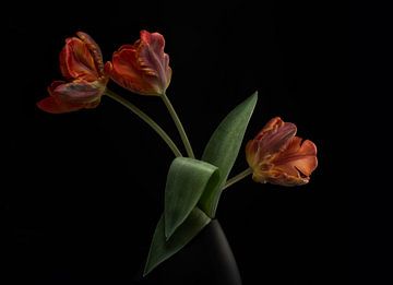 Tulips in vase, Lotte Gronkjar by 1x