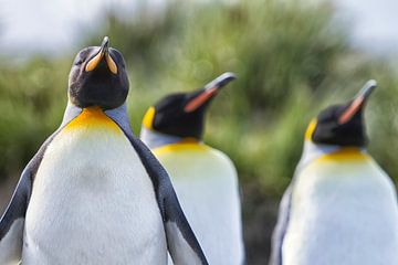 King Penguins by Angelika Stern