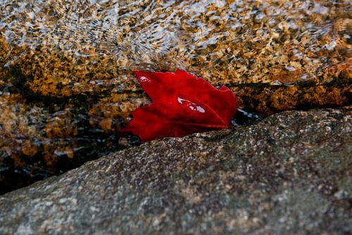 Rood blaadje, water, rotsen