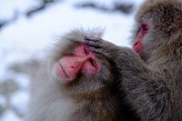 Snow Monkey 3