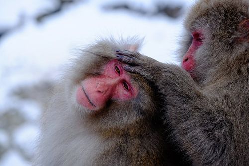 Snow Monkey 3