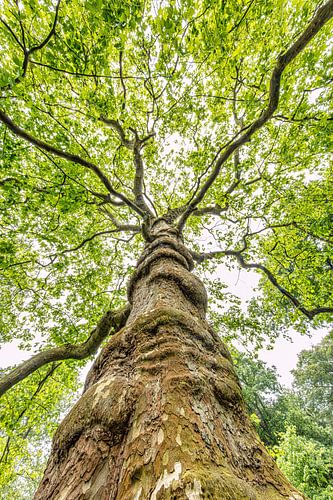 Plane tree in spring