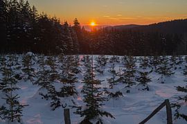 sundown over a pine tree plantation