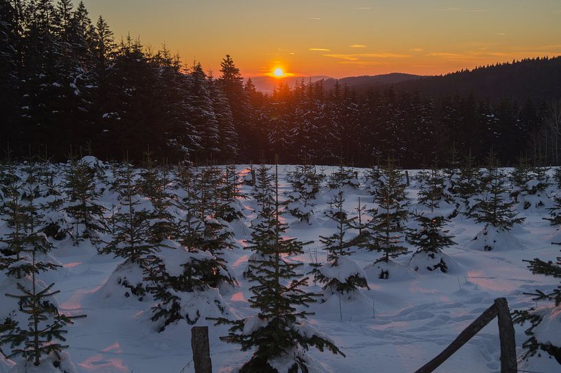 sundown over a pine tree plantation van Andrea Ooms
