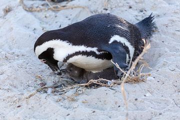 pinguïn van Dennis Eckert