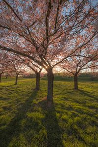 Sakura, fleur du Japon sur Moetwil en van Dijk - Fotografie