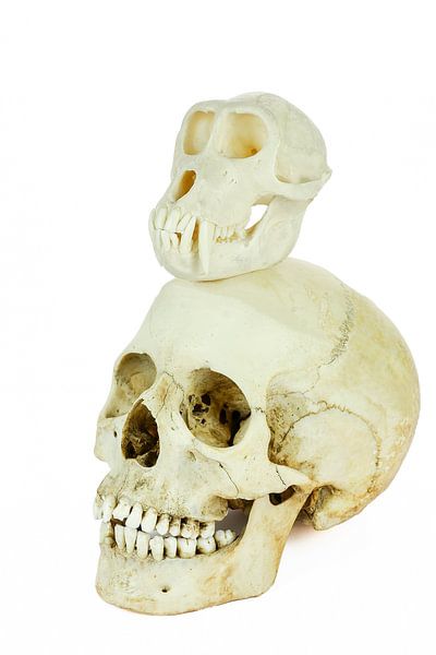 Skulls of human and ape on top of each other by Ben Schonewille