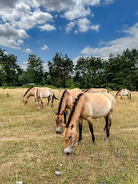 Przewalski-Pferde