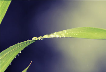 Raindrops