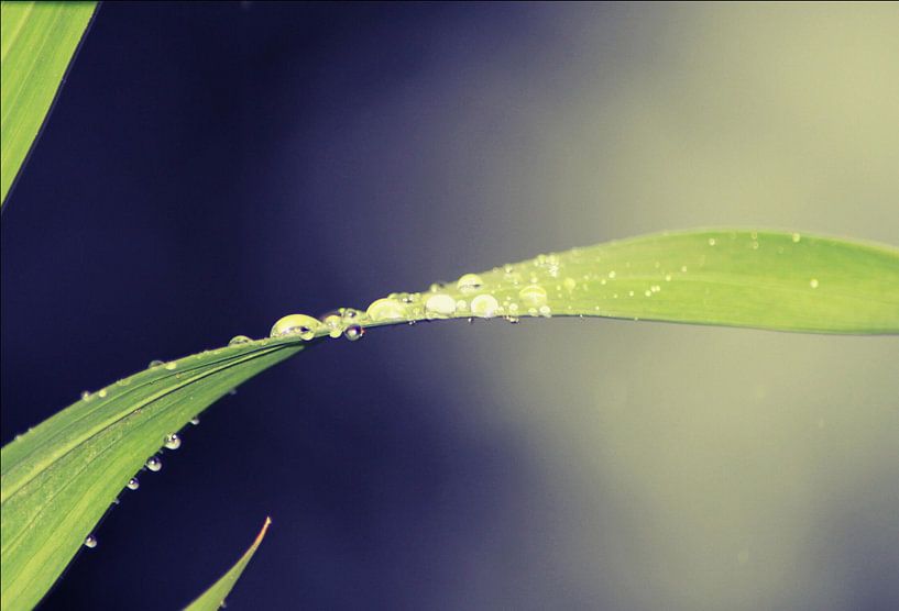 Raindrops by Iris van Bokhorst