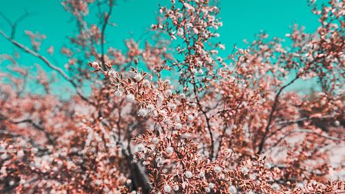 Woestijn Bloemen Foto Canvas – Kleurrijke Natuurfotografie Wanddecoratie15