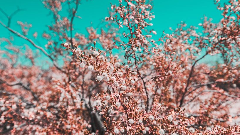 Le désert californien en fleurs 15 par FotoDennis.com | Werk op de Muur