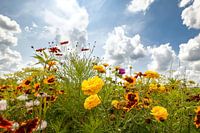 Feldblumen