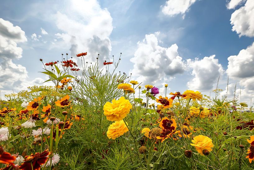 Feldblumen von Peter Beks
