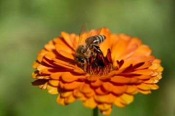 Abeille à miel sur chrysanthème sur Ulrike Leone