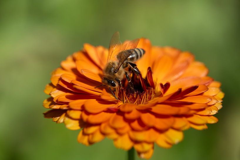 Honigbiene auf Chrysantheme von Ulrike Leone