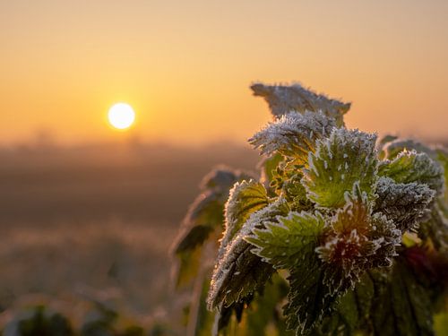 Lever de soleil frais