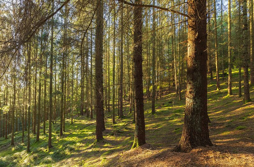 Surroundings Sukkertoppen - Skanderborg (Denmark) by Marcel Kerdijk