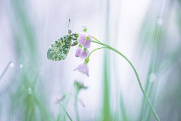 Oranjetipje hangend aan een pinksterbloem van Moetwil en van Dijk - Fotografie