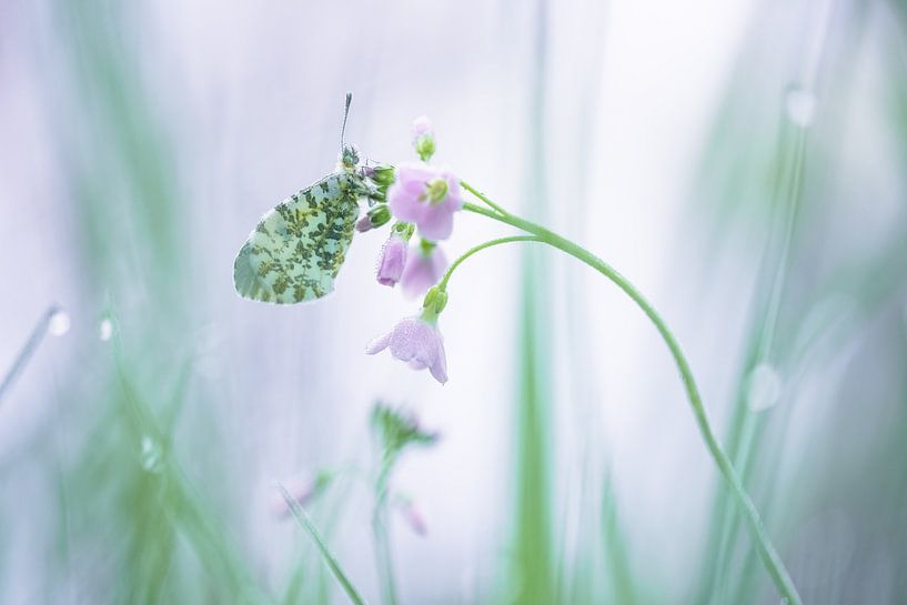 Orange tip tip hanging from a cuckoo flower by Moetwil en van Dijk - Fotografie