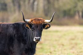 Tauros in the Maashorst by Merijn Loch