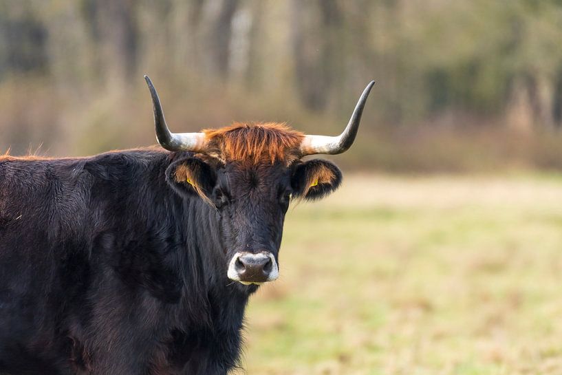 Tauros in de Maashorst van Merijn Loch