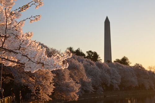 Washington DC