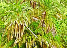 a green palm jungle by Werner Lehmann