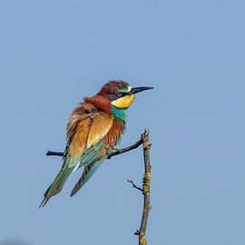 Mangeur d'abeilles (Merops apiaster)