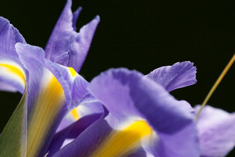 Lila Schwertlilien von Simone Meijer