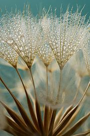 Gold - brown fluff with water droplets with petrol background by Marjolijn van den Berg