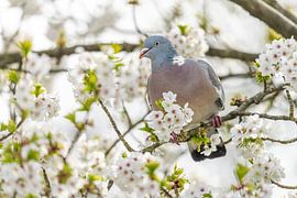 Wood pigeon in blossom by Friso Schinkel