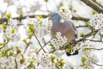 Pigeon ramier en fleurs