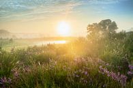 Paarse Heide bij zonsopkomst van Ruud Engels thumbnail
