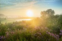 Paarse Heide bij zonsopkomst