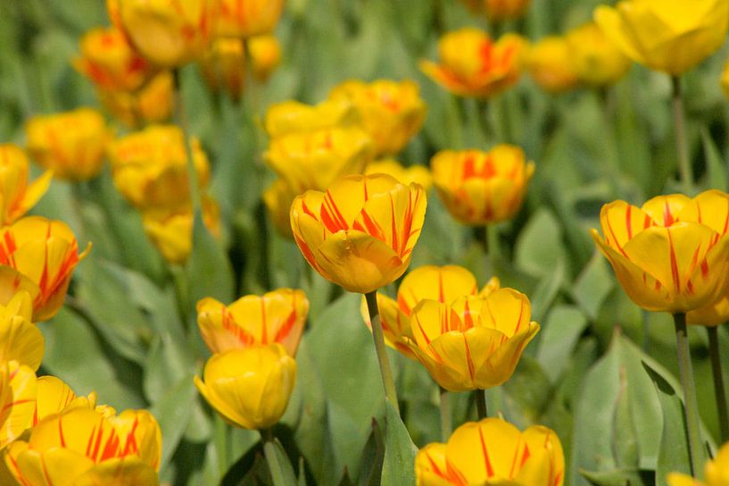 Dutch yellow tulips by Stefanie de Boer