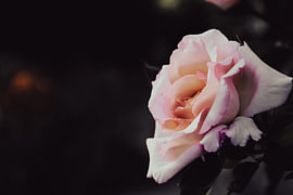 Proud rose by Kimfaesdesign