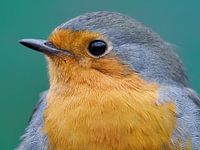 Portret van een roodborst