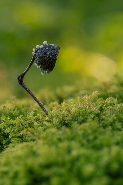 Pure nature art van Peter Bartelings
