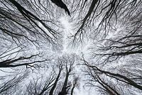 Tree tops