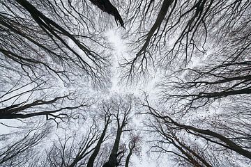 La cime des arbres sur Iris Waanders