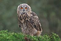 Europäischer Uhu (Bubo bubo)