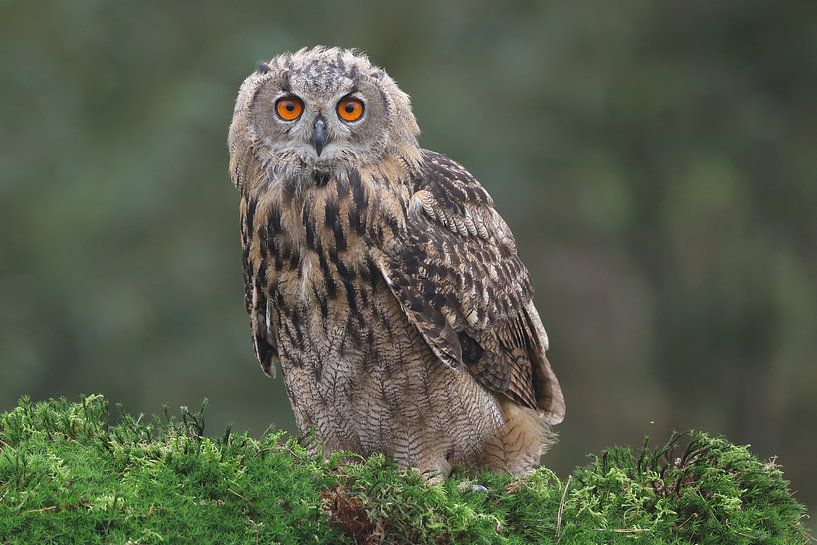 Europäischer Uhu (Bubo bubo) von Ronald Pol